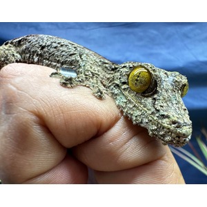 Mossy gecko with large yellow eyes resting on a hand.