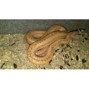Orange and cream patterned snake coiled on sandy gravel.
