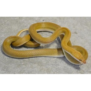 A yellow-brown snake coiled on a gray concrete surface.