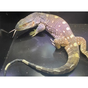 Bearded dragon with speckled brown skin and white spots, tongue flicking out, on a dark surface.