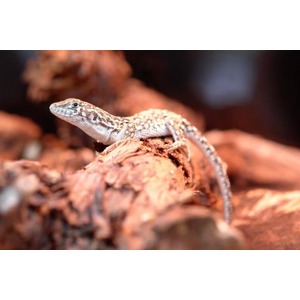 Small patterned lizard perched on a brown rock, body stretched, head turned to the left.