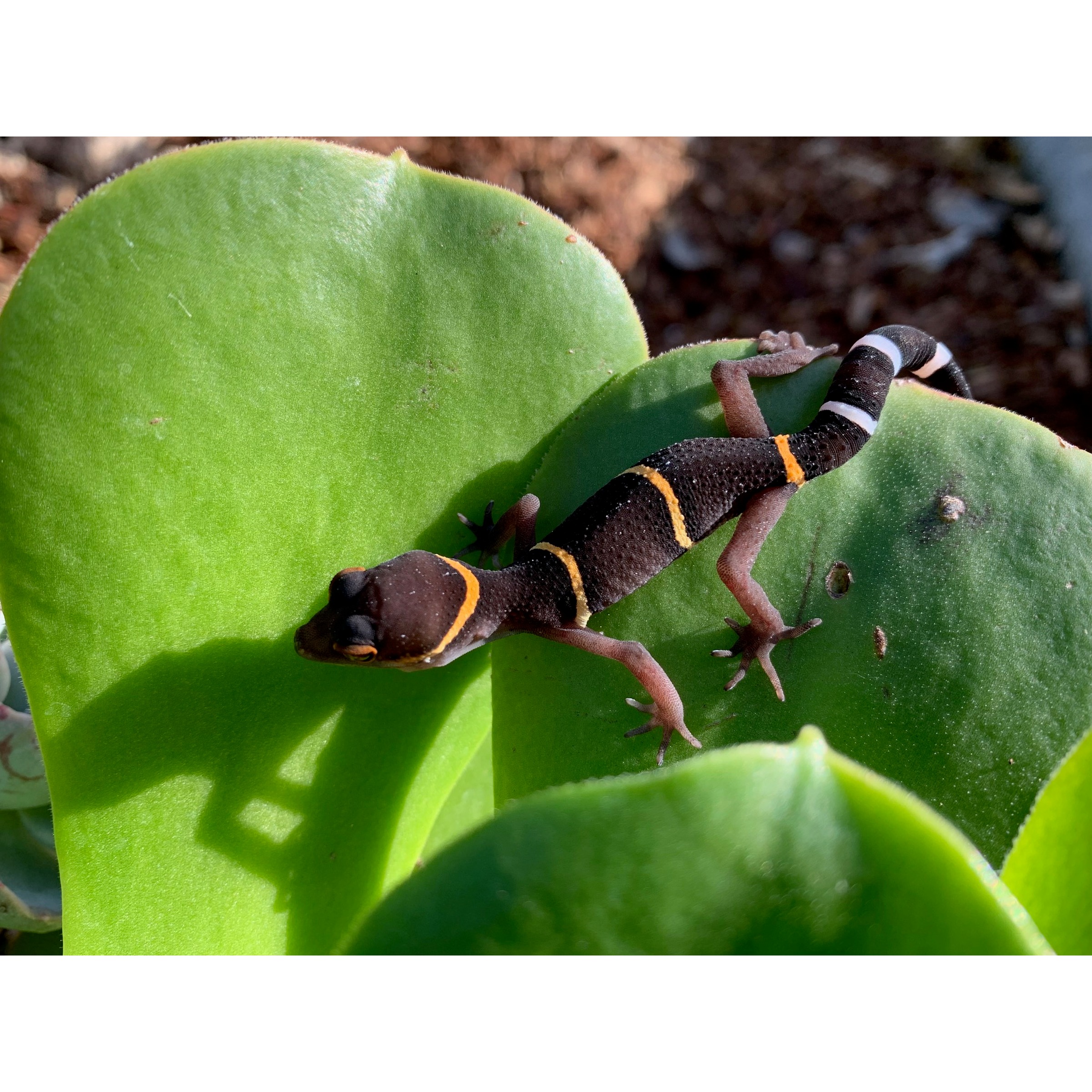 Harlequin fire-bellied newt with orange bands on dark body crawling on a green leaf.