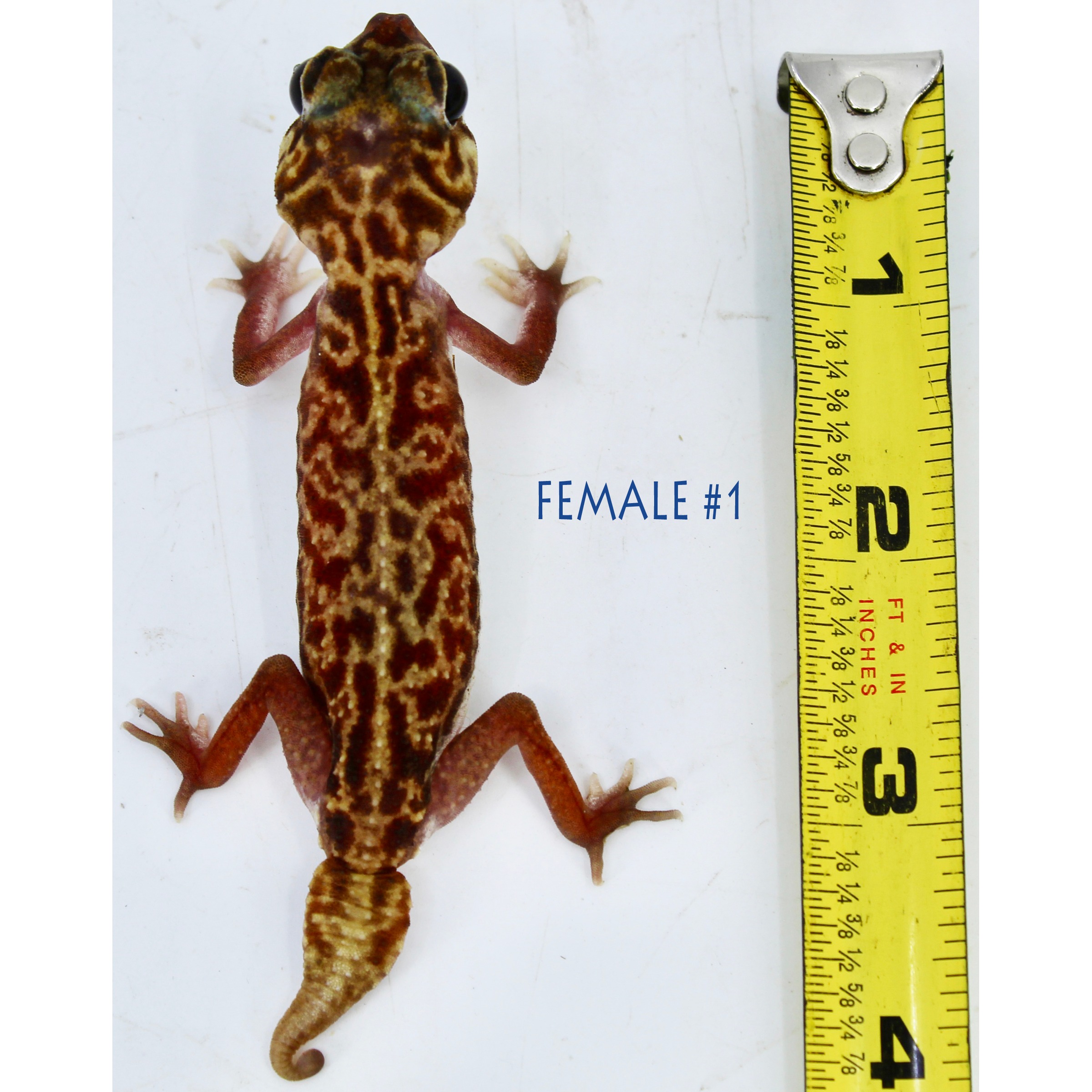 Leopard-spotted gecko with red limbs and curled tail beside a yellow measuring tape.