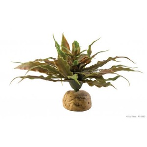 Plant with long, wavy green leaves growing from a round, bulbous caudex.