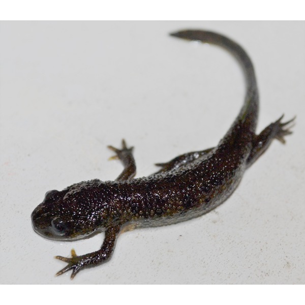 Glossy black salamander on a light surface, with a long curved tail and spread toes.