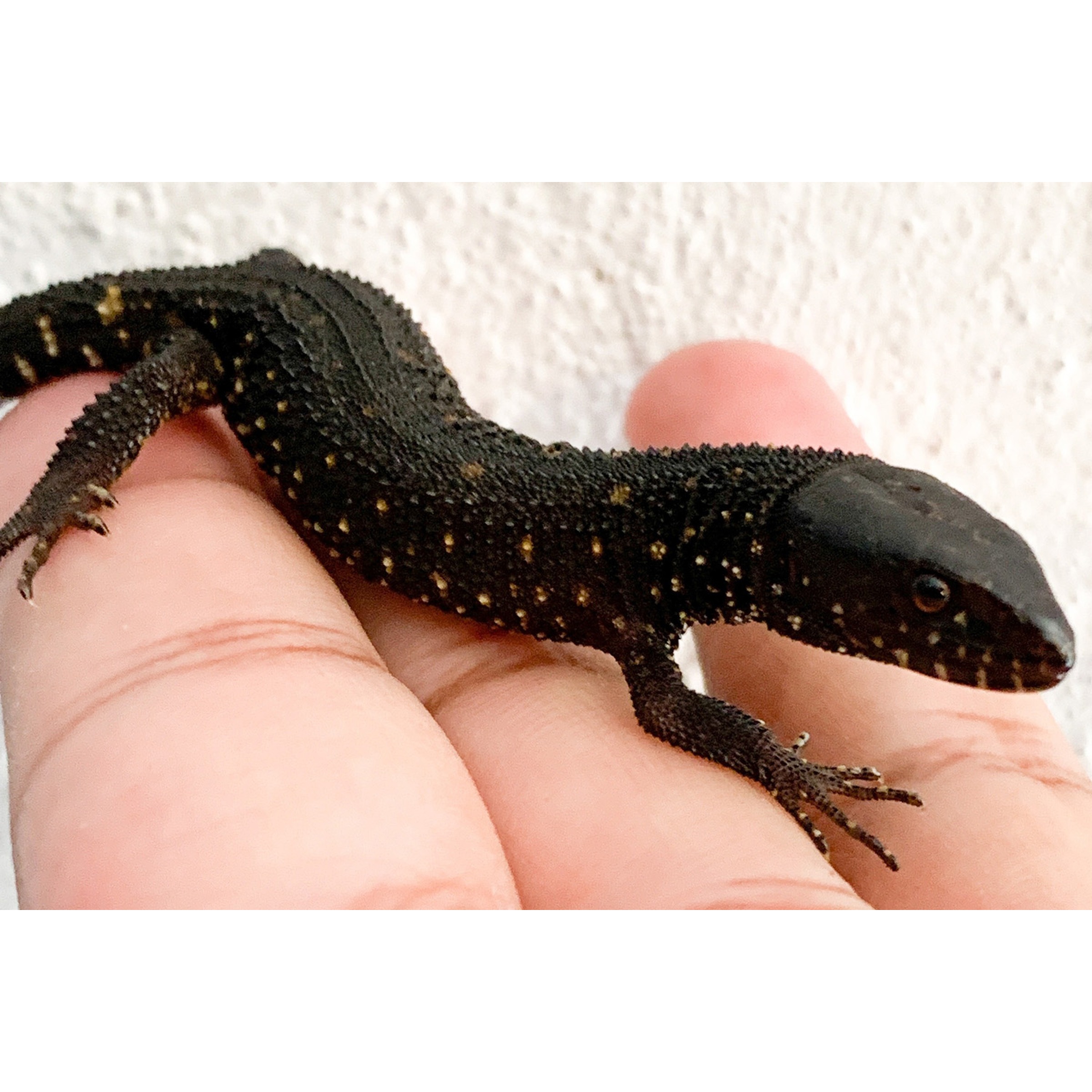 Small black salamander with textured, bumpy skin and yellow speckles held between fingers