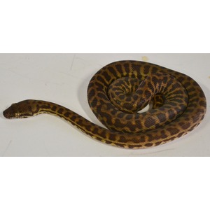 Brown and black patterned snake coiled on a white surface with its head extended to the left.