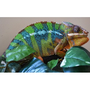 Colorful chameleon with vibrant green, blue, and orange scales perched among green leaves.