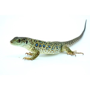 Leopard gecko with blue spots along a pale body, long tail, on white background.