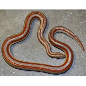 Red-banded snake with white and brown stripes coiled on a gray concrete surface.