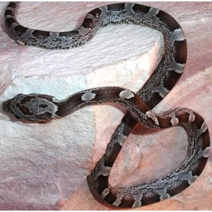 Dark brown snake with gray saddle markings on pink rock, coiled in a loose S-shape.