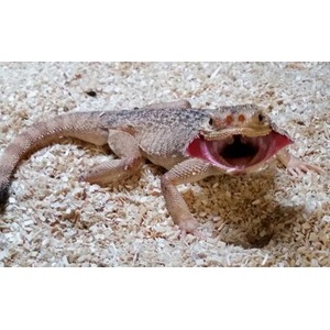 Bearded dragon on sandy substrate with mouth wide open.