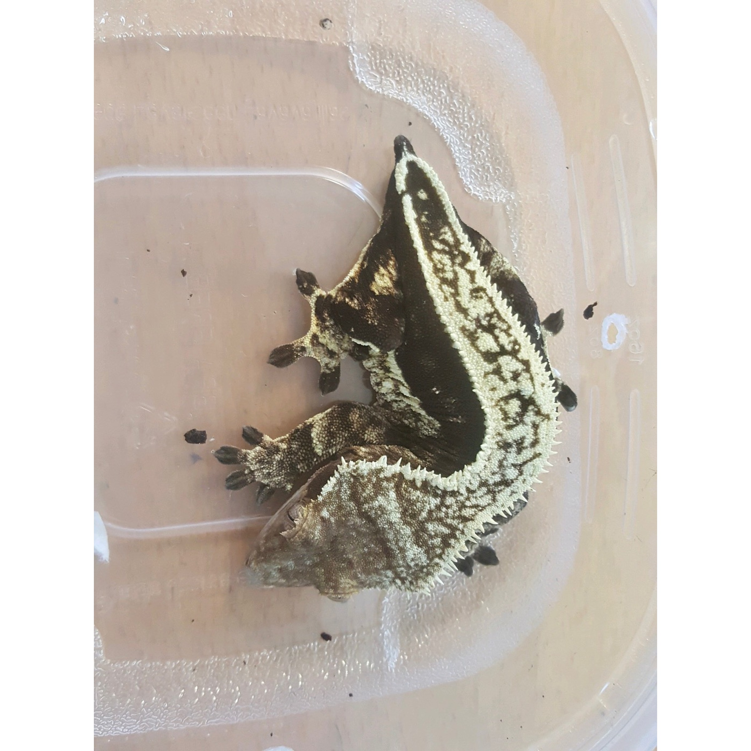 Spiky, black-and-cream patterned lizard in a clear plastic container.