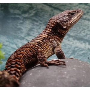 Brown, spiny lizard perched on a rock, close-up side view.