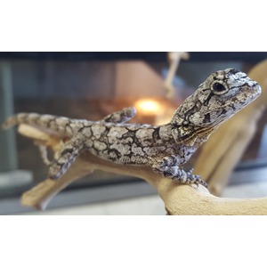 Close-up of a gray patterned gecko perched on a beige branch, facing right.