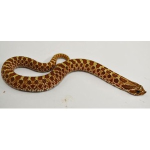 Brown and tan patterned snake slithering on a white surface.