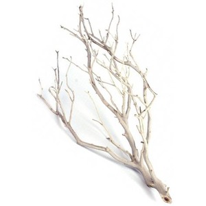 Dried, leafless tree branch with many thin twigs on a white background.
