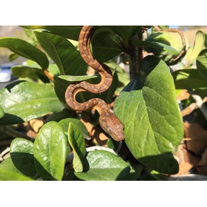 Brown snake coiled among green leaves, head forward with tongue extended.
