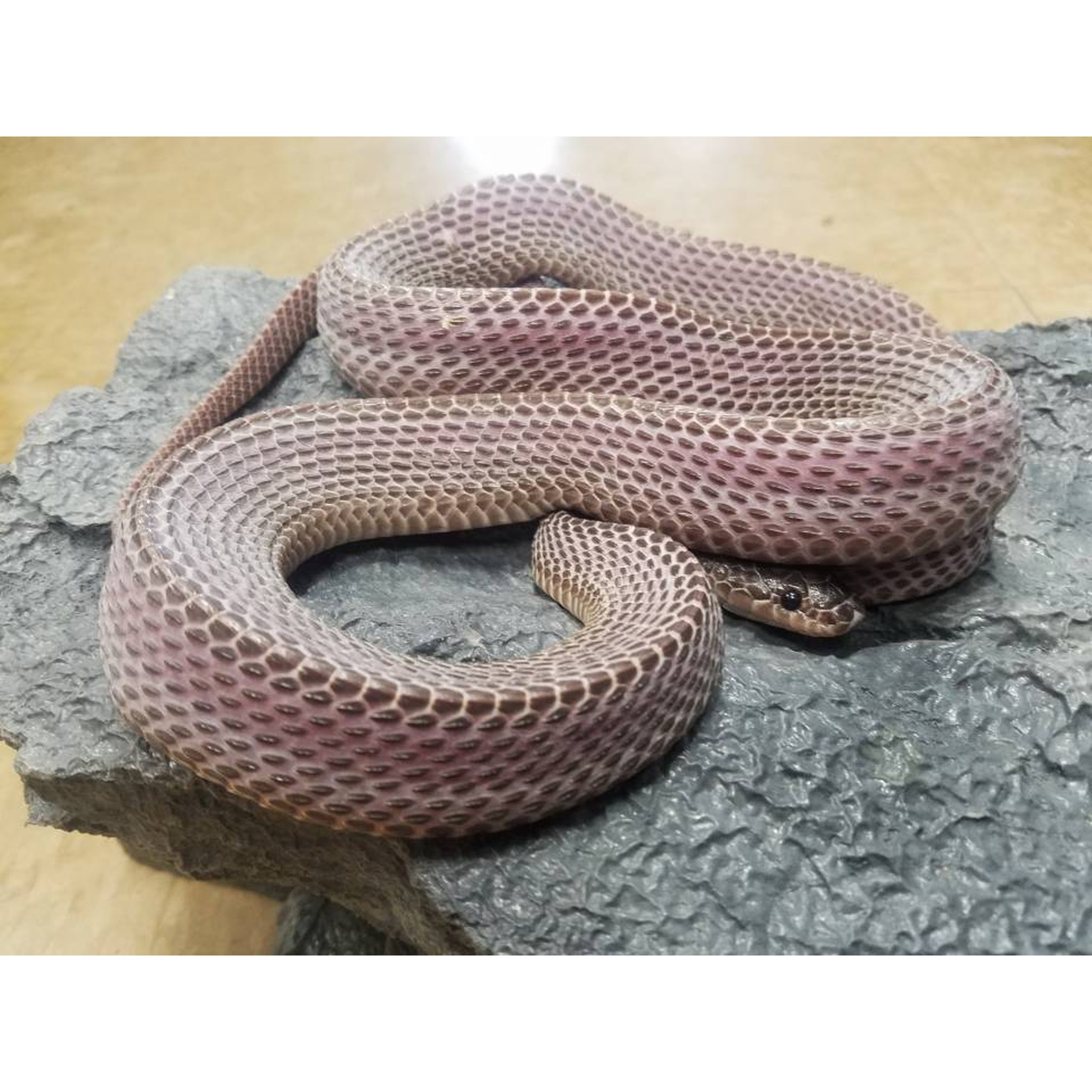 West African File Snakes For Sale | LLLReptile