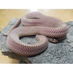 Coiled pinkish-brown snake with hexagonal scales rests on dark rock, head visible.