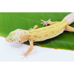 Yellow speckled gecko with pink limbs rests on a green leaf, close up of its textured skin.