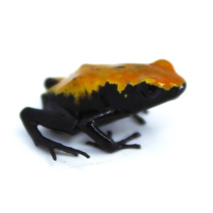Small frog with bright orange-yellow back fading to black, standing on a white surface.