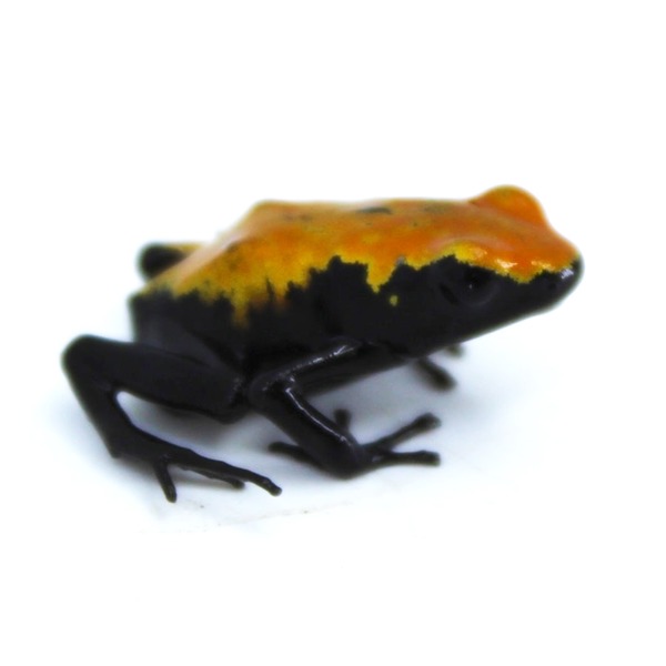 Small frog with bright orange-yellow back fading to black, standing on a white surface.