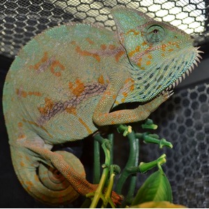 Green chameleon with orange markings perched on a green stem against a mesh background.