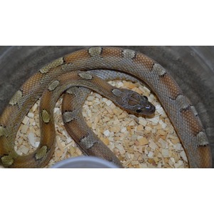 Coiled brown gray patterned snake with yellow markings on wood chips inside a bucket.