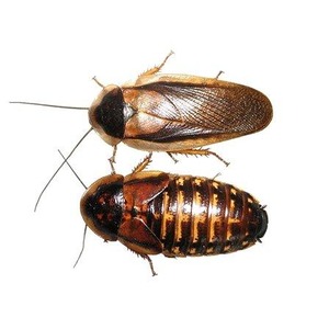 Two cockroaches, one light brown with wings and a dark striped abdomen.