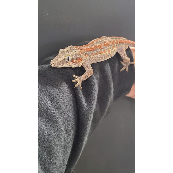 Small gecko with orange and gray markings lying on a dark garment, showing textured scales and a yellow eye.