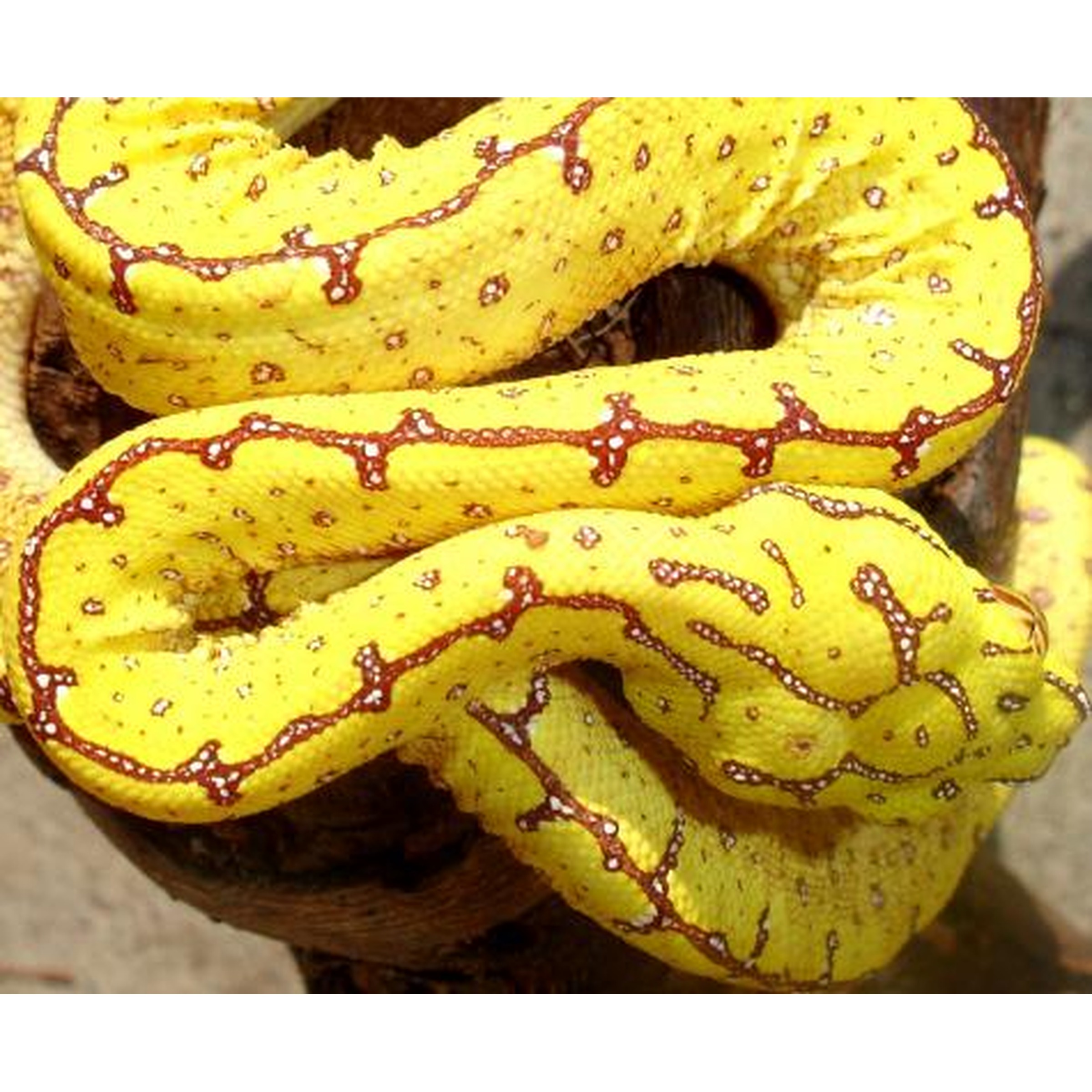 Bright yellow snake with red network pattern coiled around a wooden post.