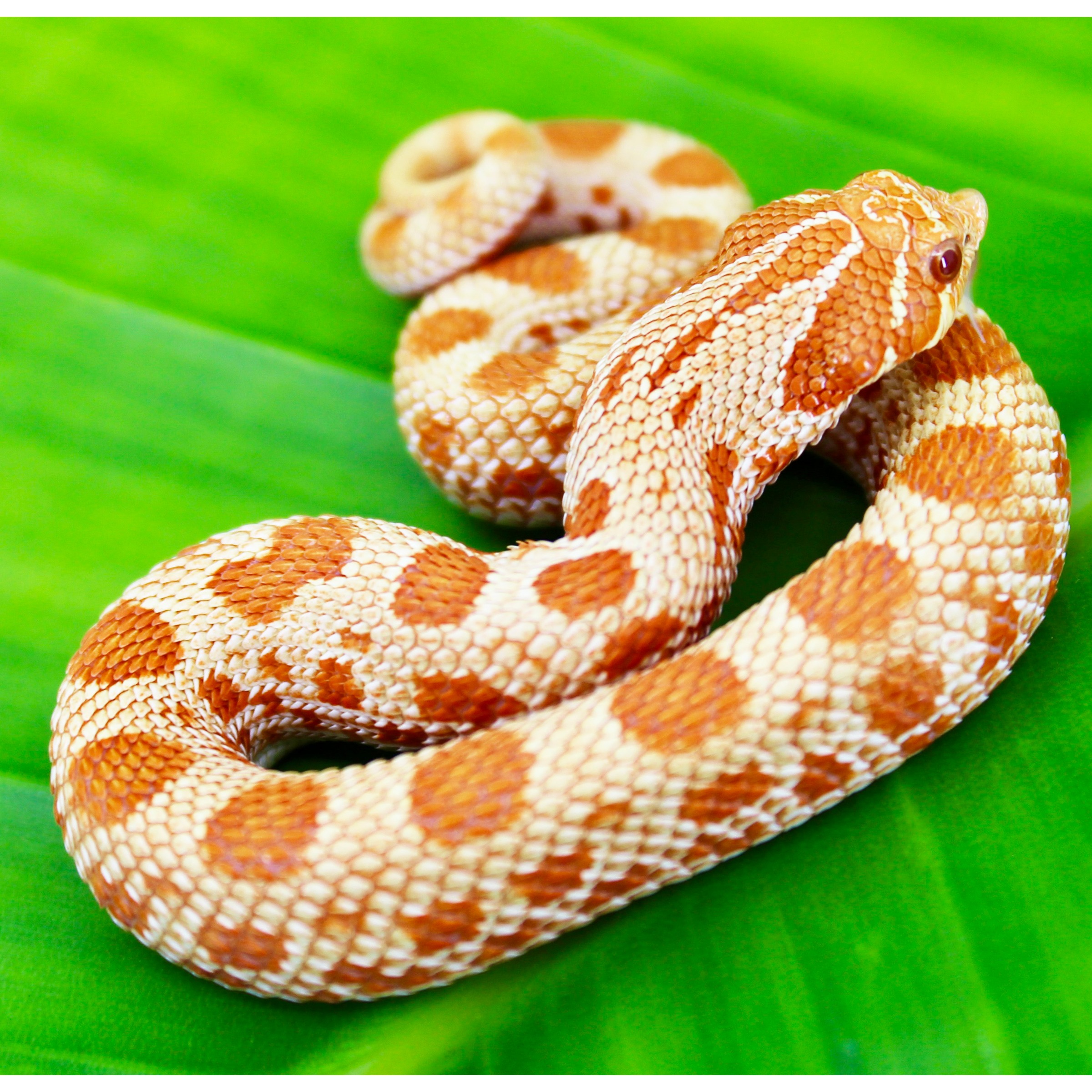 Coiled orange and cream patterned snake resting on a bright green leaf.