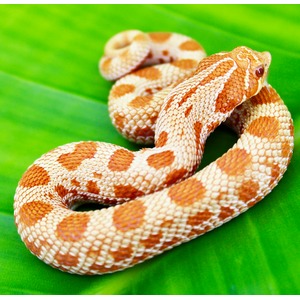 Coiled orange and cream patterned snake resting on a bright green leaf.