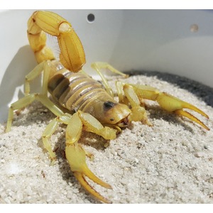 Yellow scorpion with curved tail and raised pincers on pale sand inside a container.