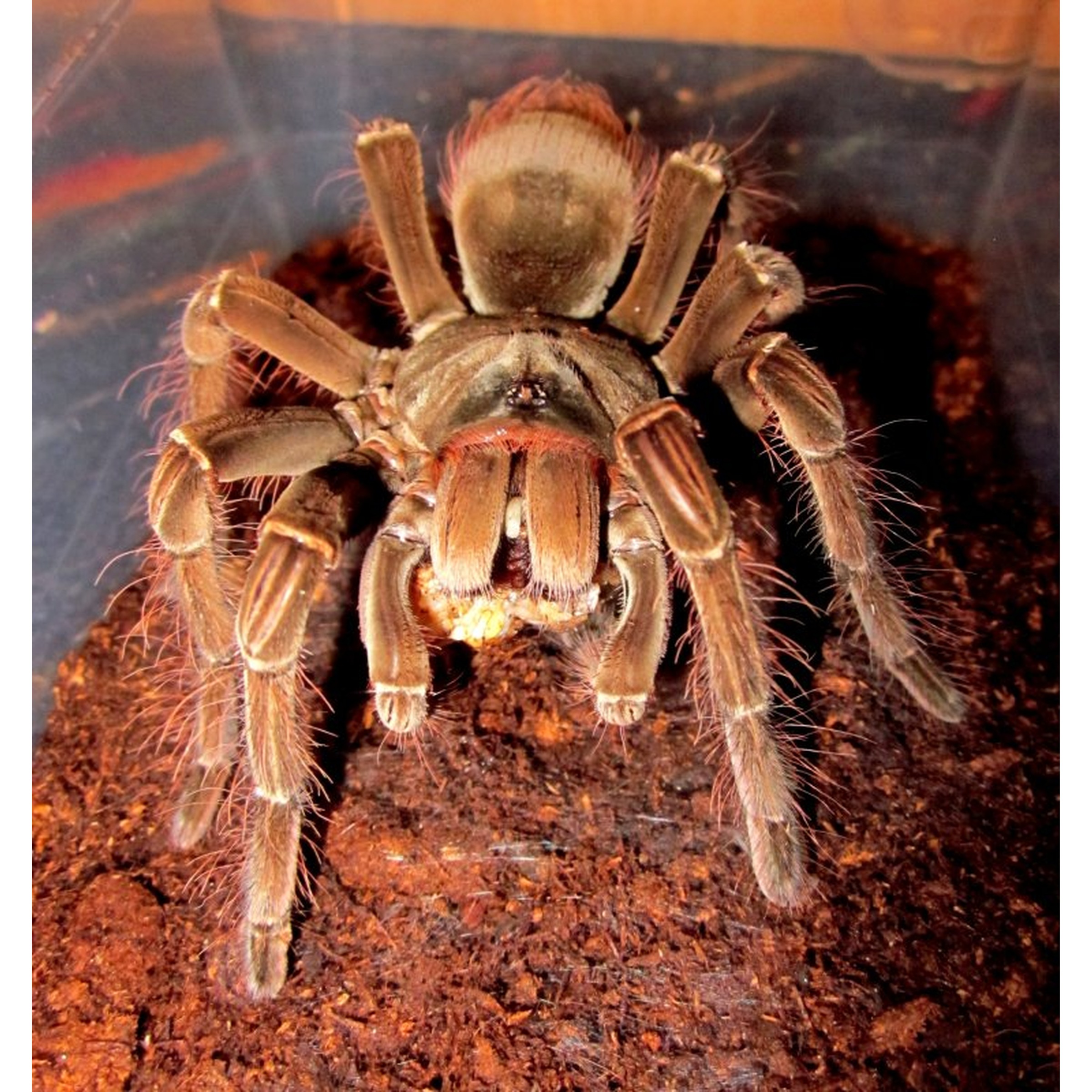 Brown hairy tarantula in a clear container on dark soil.