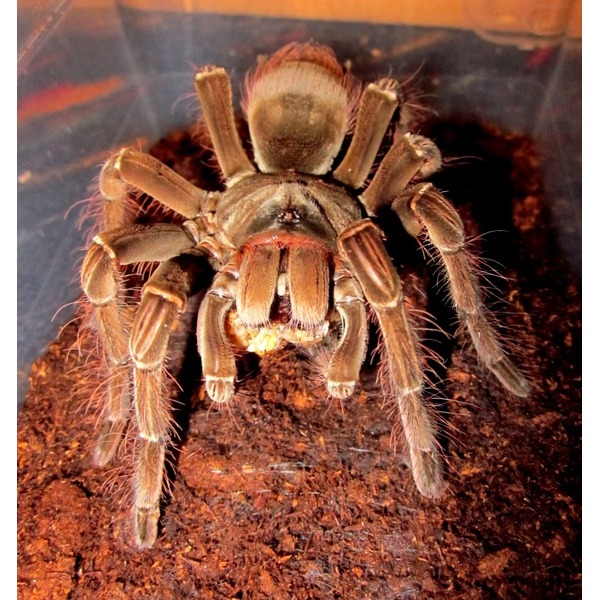 Brown hairy tarantula in a clear container on dark soil.