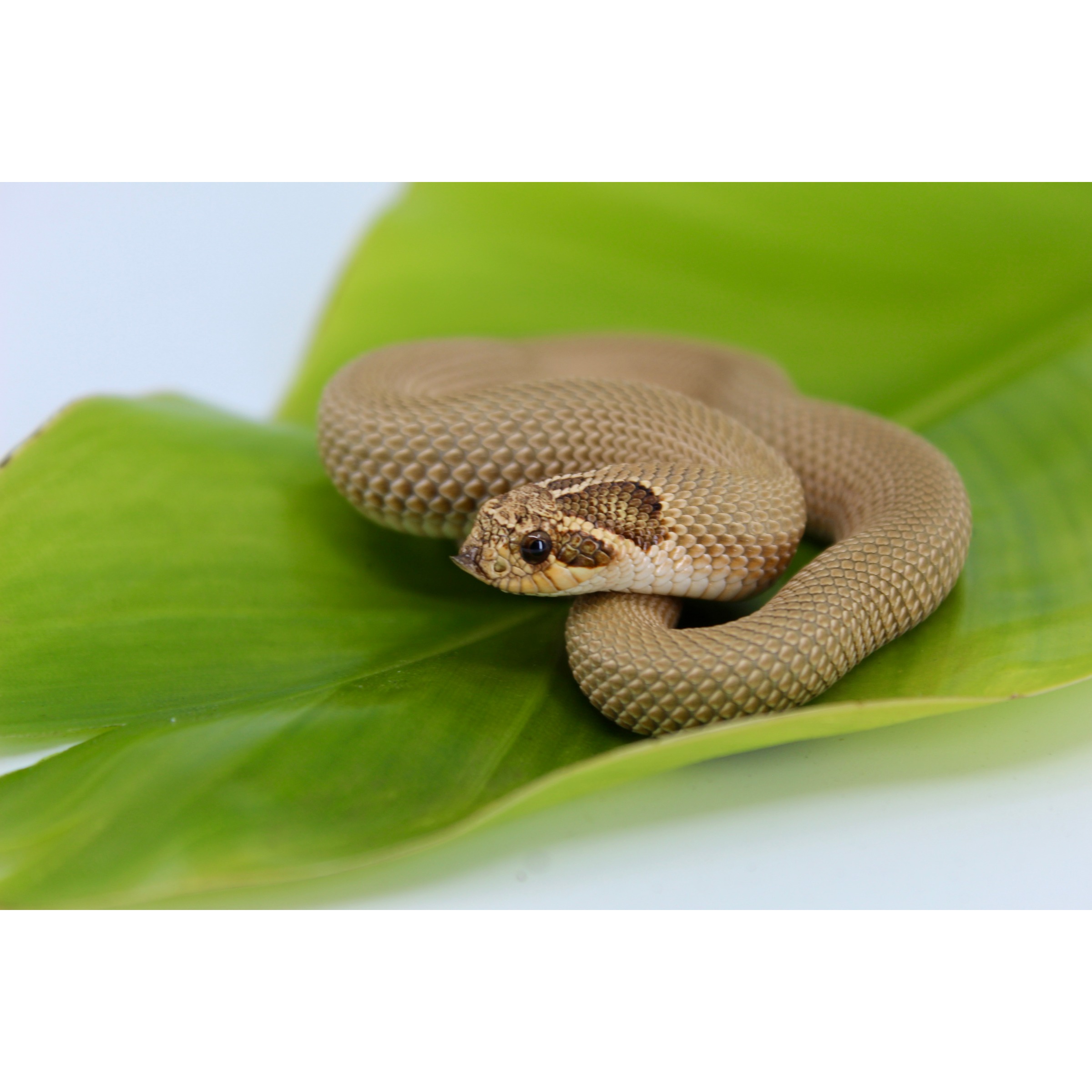 Small brown snake coiled on a glossy green leaf, close-up of textured scales.