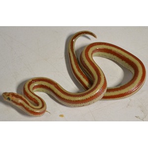 A small snake with red, cream, and pale yellow bands coiled on a light surface