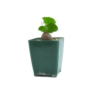 A young plant with a bulbous brown base and green leaves in a dark green pot