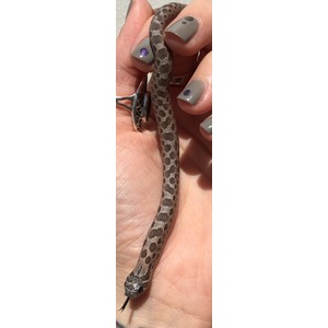 Small patterned snake held by a hand with gray nail polish; tongue flicking out.
