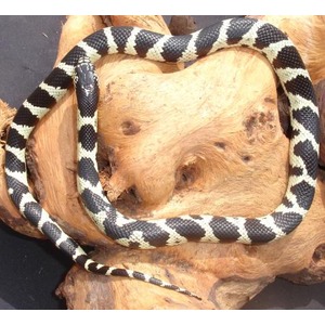 Black and white banded snake coiled around a brown textured log.