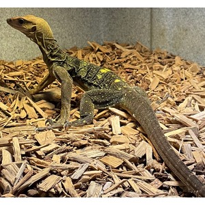 Lizard with rough dark body and yellow markings stands on wood chips, long tail curling behind.
