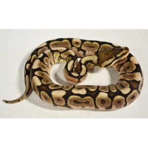 Coiled ball python with tan and brown blotches on a white surface.