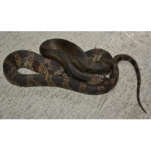 Brown and black striped snake coiled on a gray concrete surface.