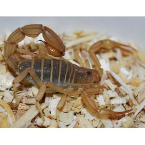 Brown scorpion with segmented abdomen on light wood shavings.