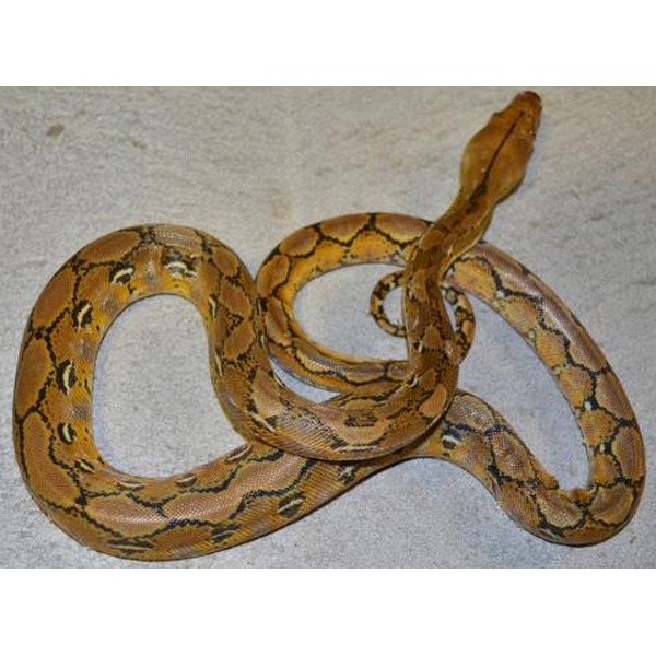 Coiled yellow-orange snake with dark saddle patterns on a light surface.