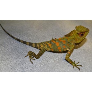 Colorful lizard with orange spots and a spiky crest crawling on a gray surface.