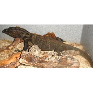 Large monitor lizard resting on logs inside a sandy enclosure.