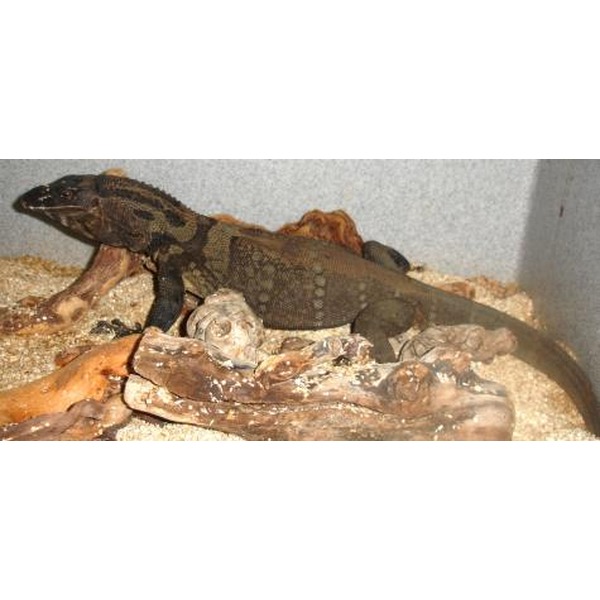 Large monitor lizard resting on logs inside a sandy enclosure.